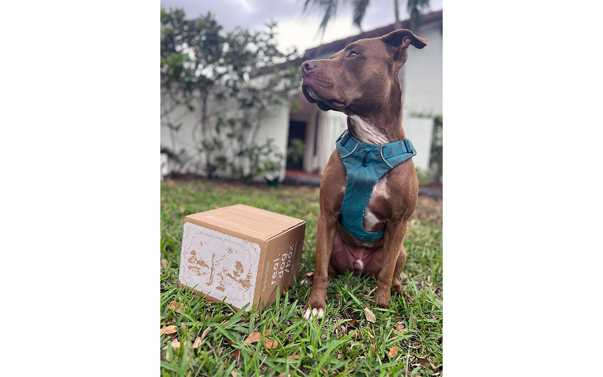Photo gracieuseté de Real Dog Box