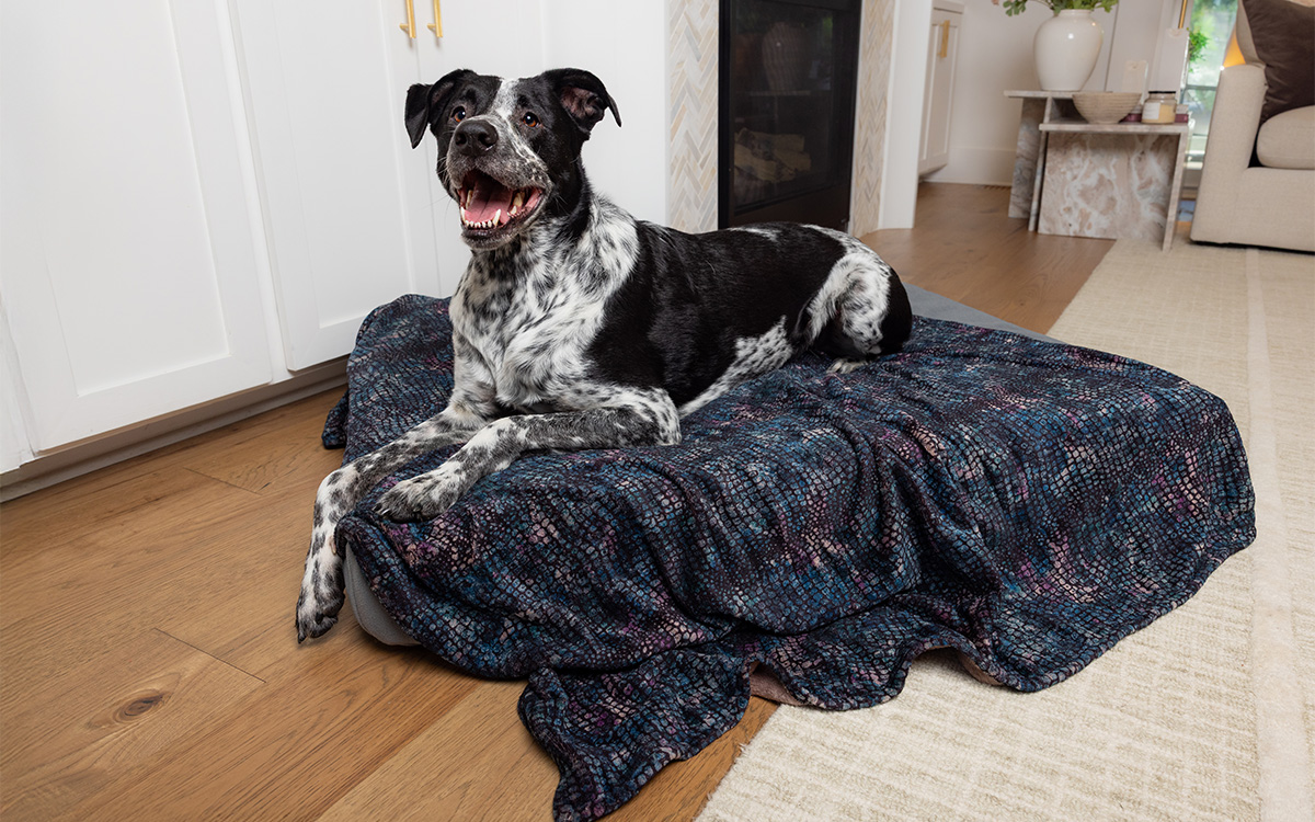 Photo gracieuseté de Blue Toby Sustainable Pet Products 
