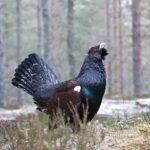 2000 hectares rasés par les incendies de forêt sont «des zones importantes pour les oiseaux et la biodiversité»
