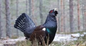 200000 hectáreas arrasadas incendios Áreas Importantes Aves Biodiversidad