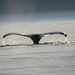 250000 signatures pour réduire la vitesse des navires dans l'UE et ne pas entrer en collision avec les baleines