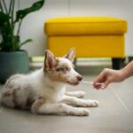 Votre fidèle compagnon mérite le meilleur des soins