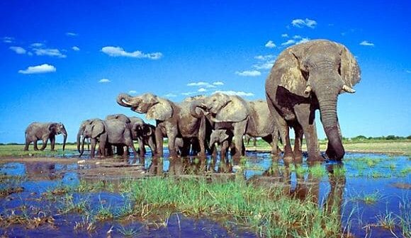 Parque Nacional de Etosha Namibia incendio especies mamíferos
