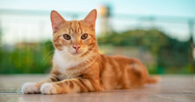 80 por ciento gatos protectora Ibiza fallecen