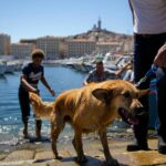 À Marseille un chien sauve son maître tombé dans le Vieux-Port «il a plongé sans réfléchir c’est un héros à quatre pattes»