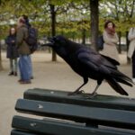 À Paris un corbeau apprend à imiter la voix d’un enfant dans un parc «les promeneurs sont à la fois fascinés et troublés»
