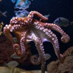 Chaque tentacule de poulpe a une fonction préférentielle, publiée par la revue scientifique «Science Reports»