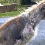 Un chien errant sauvé par un bénévole: des retrouvailles émouvantes