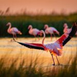 Dans les marais de Camargue un flamant rose blessé retrouve miraculeusement son groupe «on a tous pleuré en le voyant reprendre son envol»