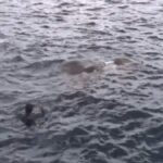 Des marines plongent dans l’eau et découvrent ce qui s’y cache vraiment
