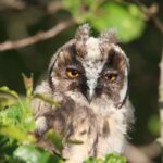 Direction générale de la biodiversité, des forêts et de la désertification: 24,5 millions pour restaurer les zones touchées par les incendies de forêt
