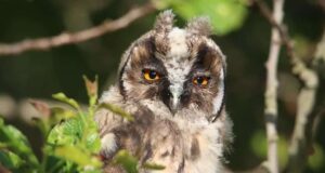 Dirección General Biodiversidad Bosques Desertificación 24,5 millones restaurar zonas afectadas incendios forestales