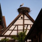 En Alsace une cigogne revient chaque année sur le même toit depuis 20 ans «c’est devenu la mascotte du village»