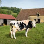 En Dordogne une vache échappée d’un abattoir trouve refuge dans une ferme «elle a été adoptée comme un membre de la famille»