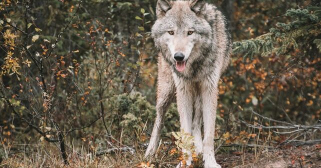 endogamia fragmentación genética sufre lobo ibérico Asturias