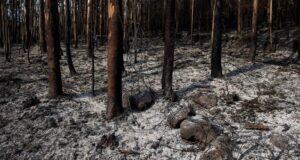 hora evitar erosión contaminación agua tras incendios forestales 200 años regenerar centímetro suelo