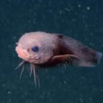 Ils décrivent trois nouvelles espèces de «poissons d'escargot» à plus de 3 200 mètres de profondeur, ils vivent des piscines peu profondes aux fosses abyssales