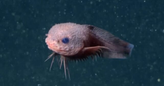 Describen tres nuevas especies pez caracol más 3.200 metros profundidad, habitan pozas poco profundas fosas abisales