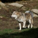 Ils exigent «l'interdiction» de chasser le loup dans les zones touchées par les derniers incendies de forêt
