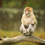 Journée internationale des primates 2025