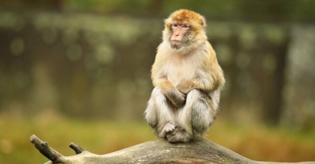 Día Internacional Primates 2025