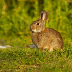 Journée internationale du lapin 2025
