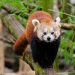 Journée internationale du panda rouge 2025
