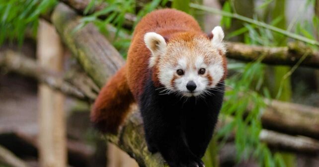 Día Internacional Panda Rojo 2025