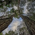 Journée mondiale de la monoculture des arbres 2025