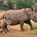 Journée mondiale des rhinocéros 2025