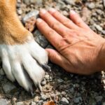 Journée mondiale du chien 2025