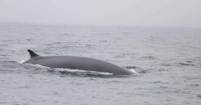 Instituto Español Oceanografía IEO CSIC detectó 63 rorcuales comunes Rías Baixas verano
