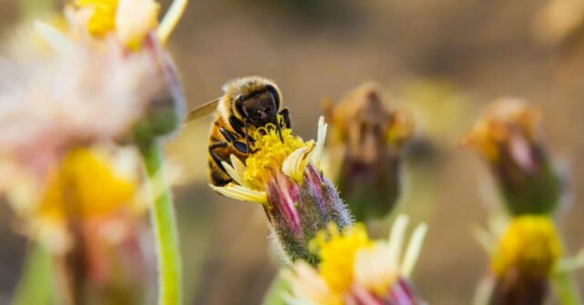 UICN informará nueva lista especies amenazadas Congreso Abu Dabi 9 al 15 octubre