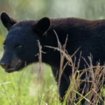 L'achat de licences de chasse peut-il aider à sauver les ours de la Floride?