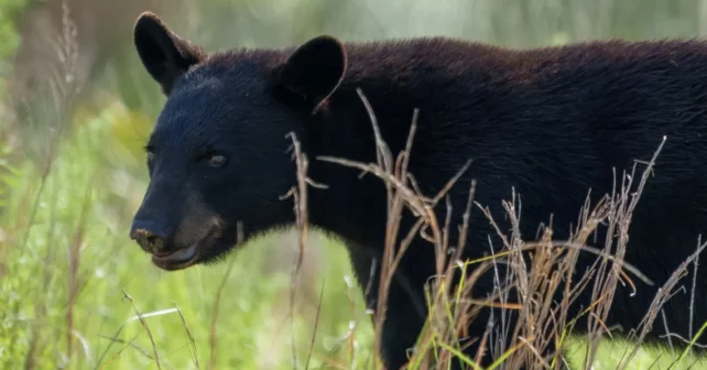 Un ourson noir de Floride patauge dans de hautes herbes.