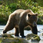 L'adaptation incroyable de l'ours brun face à la perte de l'habitat en raison de la présence invasive de l'être humain et du changement climatique