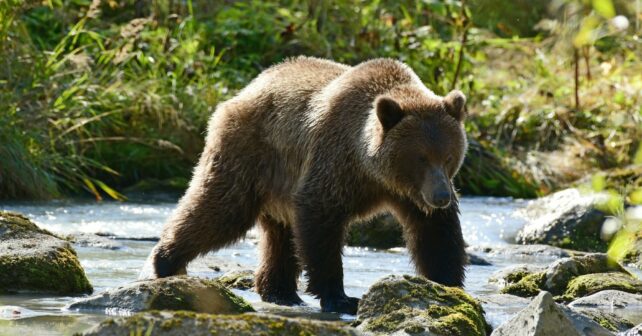 increíble adaptación oso pardo ante pérdida hábitat invasiva presencia ser humano cambio climático