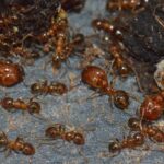 La débâcle de la population des fourmis endémiques à Fiyi est «corrélée» avec l'arrivée des humains aux îles