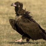 La grande fête du «vautour noir» dans la Sierra de El Demanda