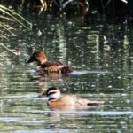 Laguna de Soto-Gutiérrez: La biodiversité est «  désolé '' dans Little Madrid Doñana