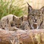 Le lynx ibérien pourrait aller à «l'état de conservation favorable», de 90 individus pour dépasser 2500
