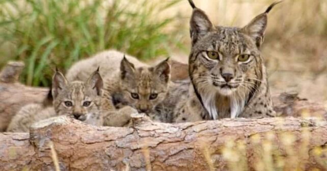 lince ibérico estado favorable conservación 90 individuos superar 2500