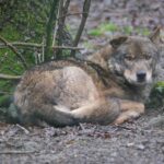 Le nouveau plan de loup de Cantabria ne génère que des critiques et des allégations
