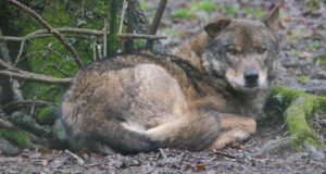 Plan Lobo Cantabria críticas alegaciones