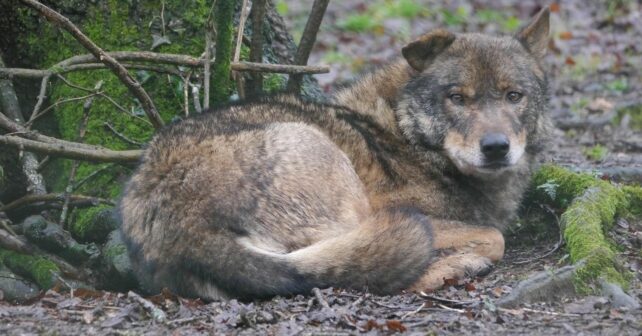 Plan Lobo Cantabria críticas alegaciones