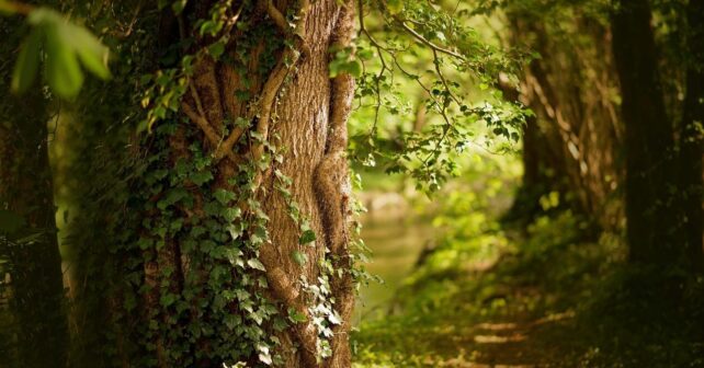 Comité Español Programa Persona Biosfera UNESCO reunió presentó proyectos territorios