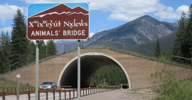 Une voiture passe par un tunnel avec une faune traversée sur l'autoroute 93 au Montana, avec un panneau disant "Traverse des animaux" et deux mots de la langue des tribus Salish et Kootenai confédérées qui se lit "Xwixweyut nxlews."