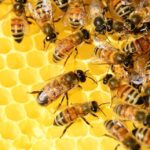 Les «abeilles» ont besoin d'une plus grande extension des espaces naturels pour arrêter leur déclin