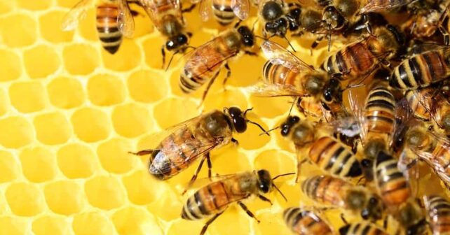 abejas mayor extensión espacios naturales frenar declive