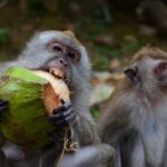 Les alcooliques des singes '?